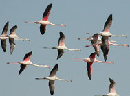 Birds of Castilla La Mancha, central Spain - Greater Flamingo © John Muddeman